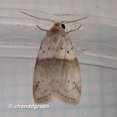 Stictane rectilinea chinesica