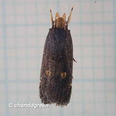 Pexicopia melitolicna