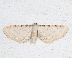 Eupithecia cretaceata