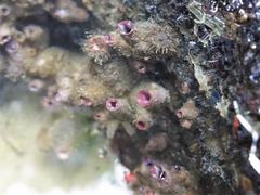 Styelidae
