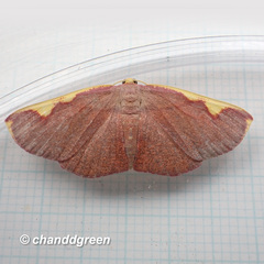 Nothomiza flavicosta