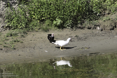 Cairina moschata domestica