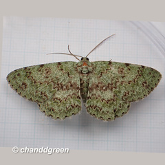 Ophthalmitis herbidaria