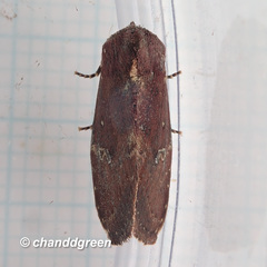 Elusa antennata