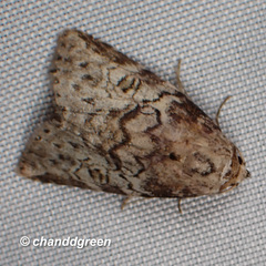 Bryophilina mollicula