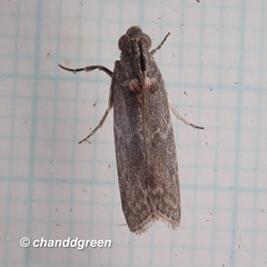 Mesciniadia infractalis