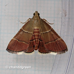 Stemmatophora flavicaput