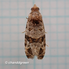 Lobesia peltophora