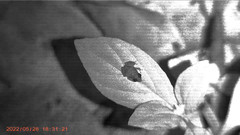 Eleutherodactylus brittoni