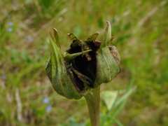 Microbotryum tragopogonis-pratensis