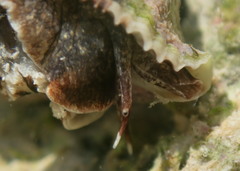 Stramonita floridana image