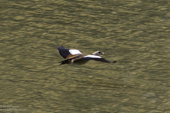 Alopochen aegyptiaca