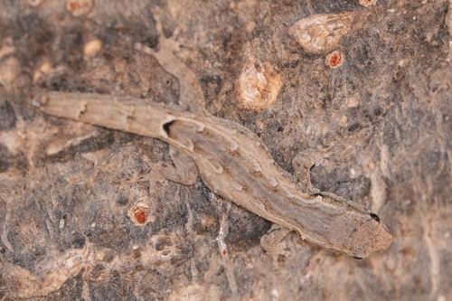 Mocquard's Dwarf Gecko