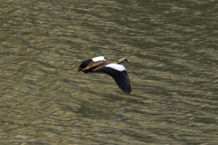 Alopochen aegyptiaca