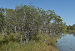 Asteromyrtus symphyocarpa