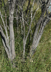 Asteromyrtus symphyocarpa