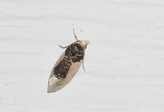 Henricus edwardsiana