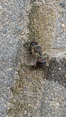 Apis mellifera