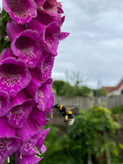 Bombus