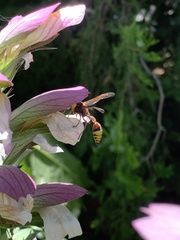Delta unguiculatum