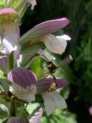 Delta unguiculatum