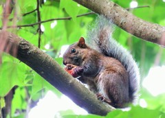 Sciurus deppei