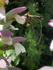 Delta unguiculatum
