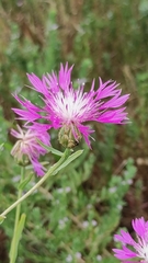 Centaurea diluta