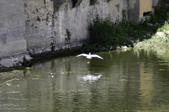 Egretta garzetta