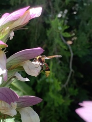 Delta unguiculatum