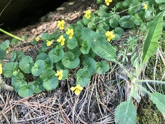 Viola biflora biflora