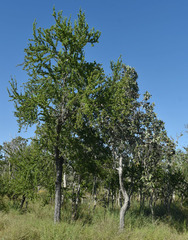 Excoecaria parvifolia