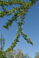 Excoecaria parvifolia