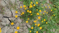 Anacyclus radiatus