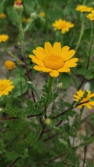 Anacyclus radiatus
