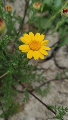 Anacyclus radiatus