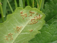 Puccinia betonicae