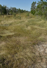 Aristida superpendens