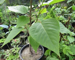 Populus lasiocarpa