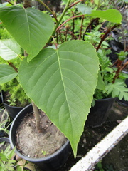 Populus lasiocarpa