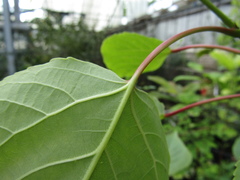 Populus lasiocarpa