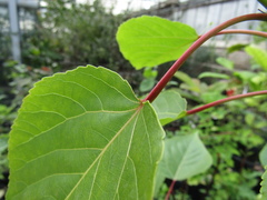 Populus lasiocarpa