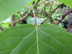 Populus lasiocarpa