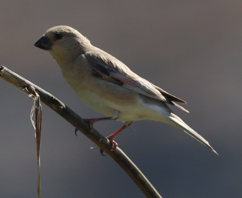 Camachuelo desertícola (Rhodospiza obsoleta)