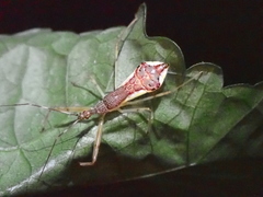 Epidaus sexspinus