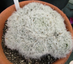 Mammillaria plumosa