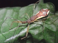 Epidaus sexspinus