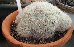 Mammillaria plumosa