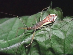 Epidaus sexspinus