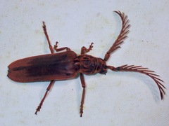 Lateropalus pascoei